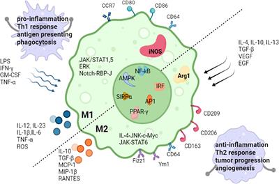 Effects of Metabolism on Macrophage Polarization Under Different Disease Backgrounds